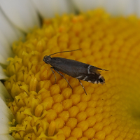 glyphipterix_simpliciella3md