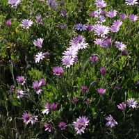 osteospermum_ecklonis1md