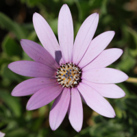 Osteospermum ecklonis (Ostéosperme d'Ecklon, Marquerite du Cap, Marguerite africaine)