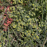 Euphorbia segetalis ssp. portlandica (Euphorbe de Portland)