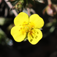 potentilla_erecta3md