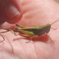 Orphulella punctata (Criquet)