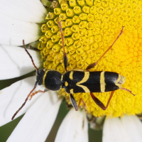 clytus_arietis5md (Clytus arietis)