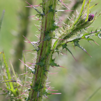 cirsium_palustre5md (Cirsium palustre)