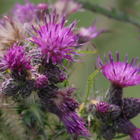 cirsium_palustre6md (Cirsium palustre)