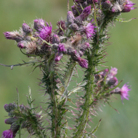 cirsium_palustre7md (Cirsium palustre)