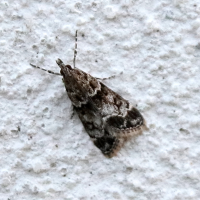 eudonia_mercurella4bd