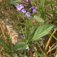 Prunella vulgaris (Brunelle)