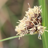 bolboschoenus_maritimus4md (Bolboschoenus maritimus)