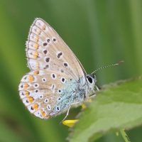 polyommatus_icarus10bd