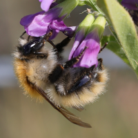 bombus_pascuorum10md