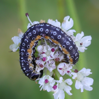 depressaria_daucella_ch2md (Depressaria daucella)