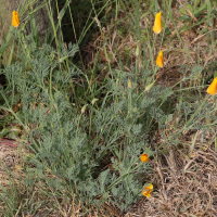 eschscholtzia_californica8md (Eschscholtzia californica)