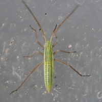 notostira_elongata_juv1md