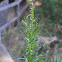 Reseda luteola (Réséda jaunâtre, Gaude, Herbe jaune)