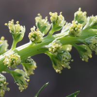 reseda_luteola2md