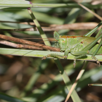 tettigonia_viridissima10md