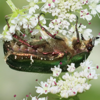 cetonia_aurata10bd (Cetonia aurata)