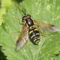 chrysotoxum_festivum3bd (Chrysotoxum festivum)