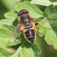 eristalis_nemorum7bd (Eristalis nemorum)