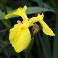 iris_pseudacorus7md