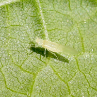 Myzocallis coryli (Puceron du noisetier)