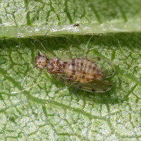 ectopsocus_petersi2md (Ectopsocus petersi)