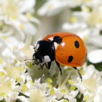 coccinella_septempunctata3md (Coccinella septempunctata)