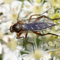 empis_livida2md (Empis livida)