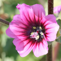 malva_arborea6md