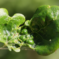 Aceria vitalbae (Acarien de la clématite, Galle des feuilles de clématite)
