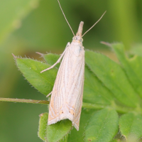 chrysoteuchia_culmella3md (Chrysoteuchia culmella)