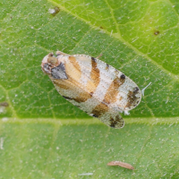 Tachycixius venustulus (Cicadelle)