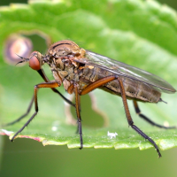 empis_livida3md (Empis livida)