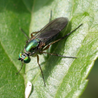 poecilobothrus_nobilitatus5md