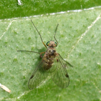 chrysopilus_asiliformis1md (Chrysopilus asiliformis)