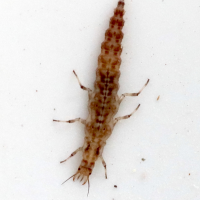 chrysoperla_carnea_larv2bd (Chrysoperla carnea (s.l.))