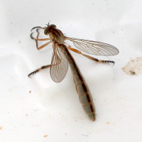 leptogaster_cylindrica1bd