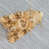 eremobia_ochroleuca3md (Eremobia ochroleuca)