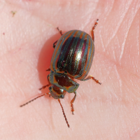 chrysolina_americana4md (Chrysolina americana)