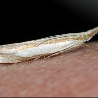 crambus_pascuella2md (Crambus pascuella)