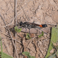 ammophila_sabulosa3md (Ammophila sabulosa)