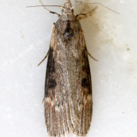 aphomia_sociella2md (Aphomia sociella)