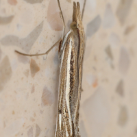 crambus_lathoniellus2md