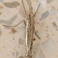 crambus_lathoniellus3md (Crambus lathoniellus)