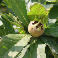 crataegus_germanica3md