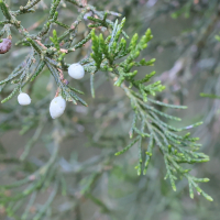 juniperus_thurifera6md