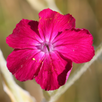 lychnis_coronaria5md