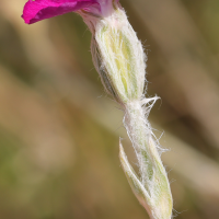 lychnis_coronaria6md