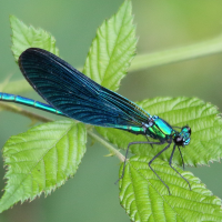 calopteryx_virgo3md (Calopteryx virgo ssp. virgo)